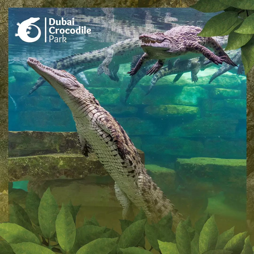 杜拜鱷魚公園