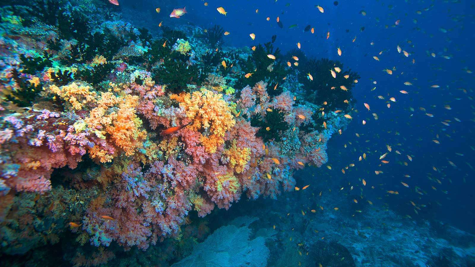 Lily_Beach_Diving