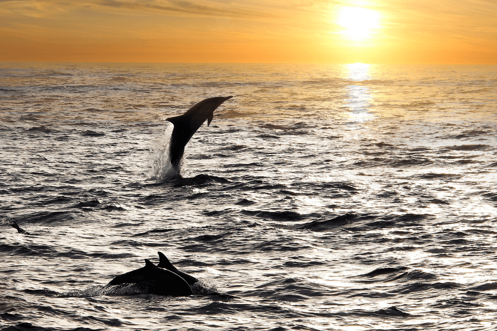 SHARKBAY-海豚巡遊