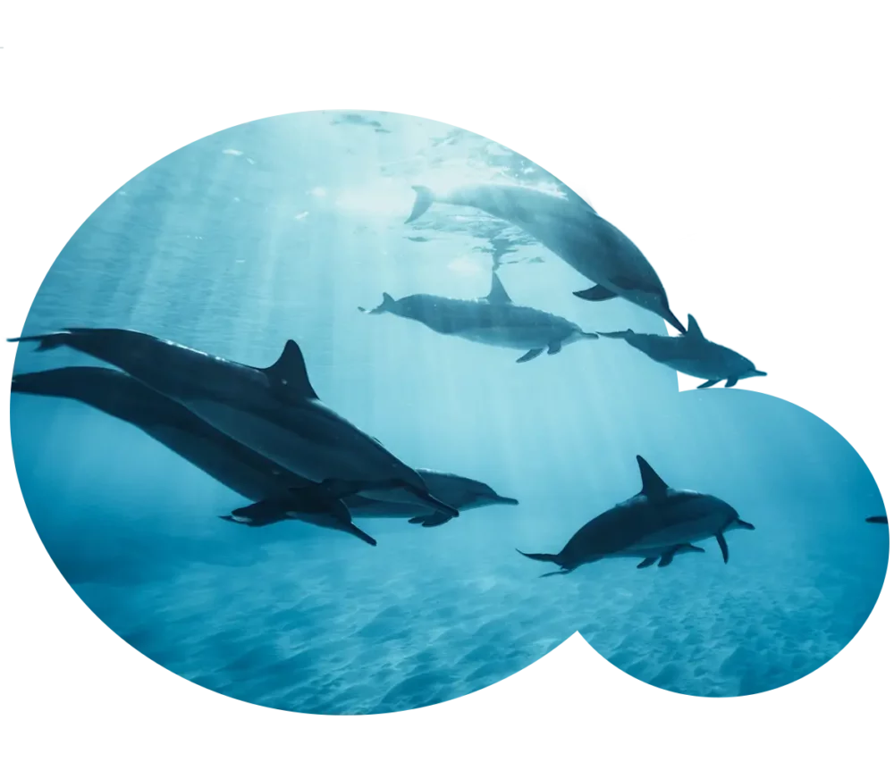 海豚