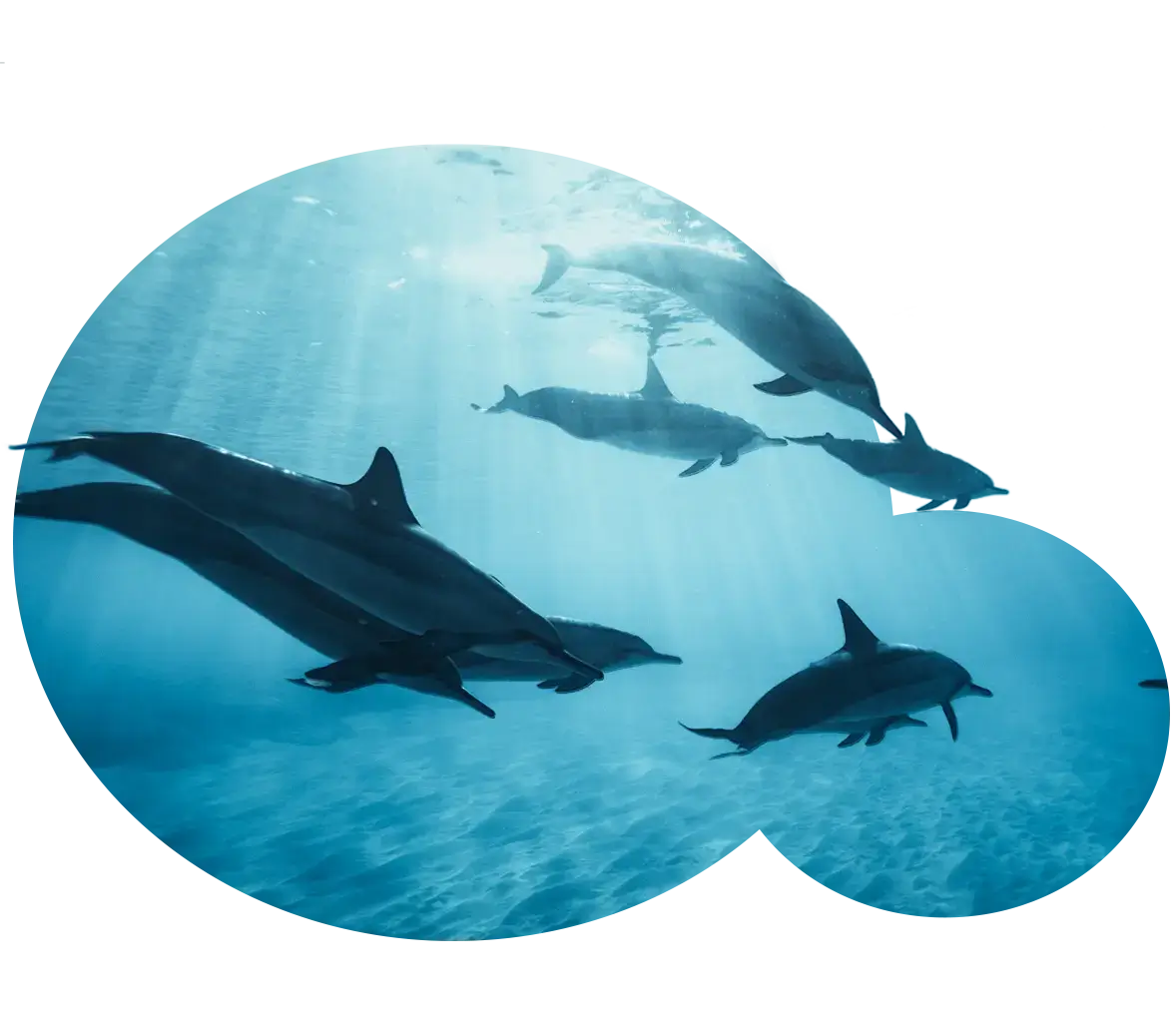 模里西斯-獨特生態海豚