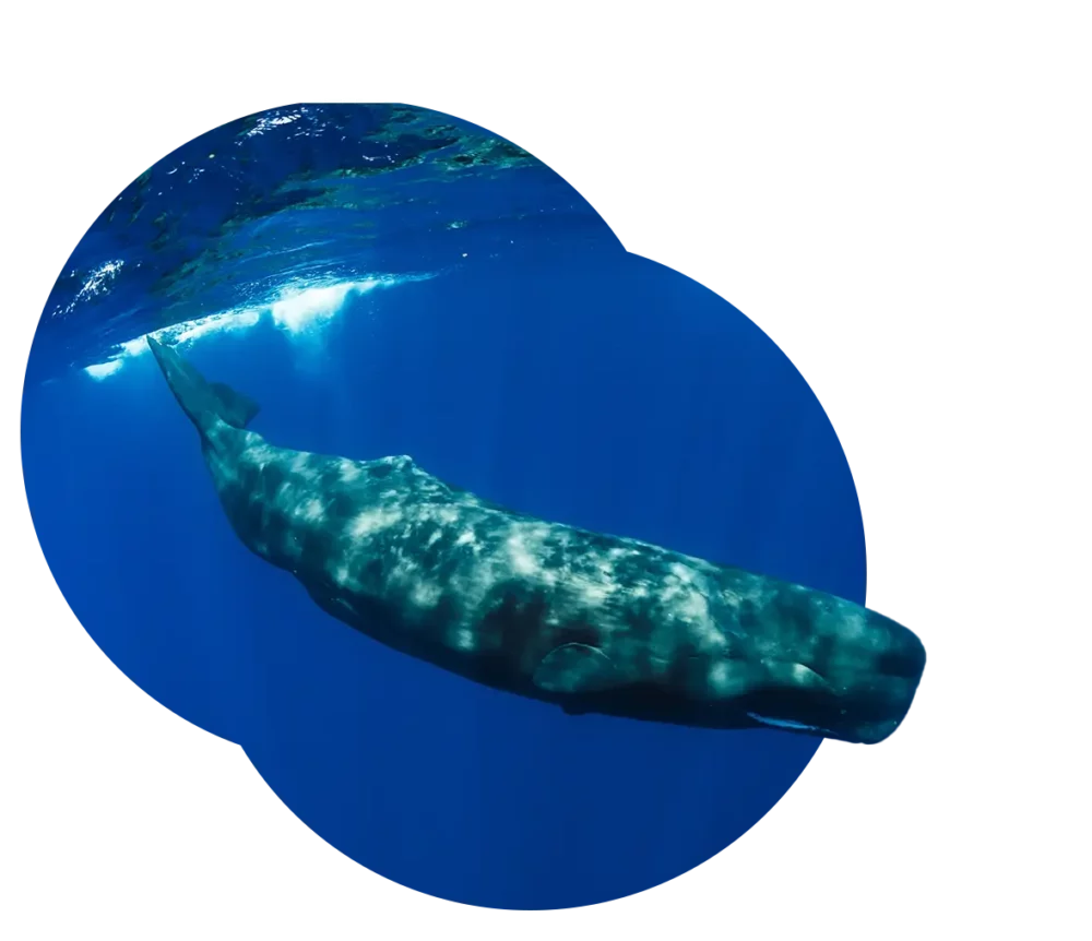 抹香鯨