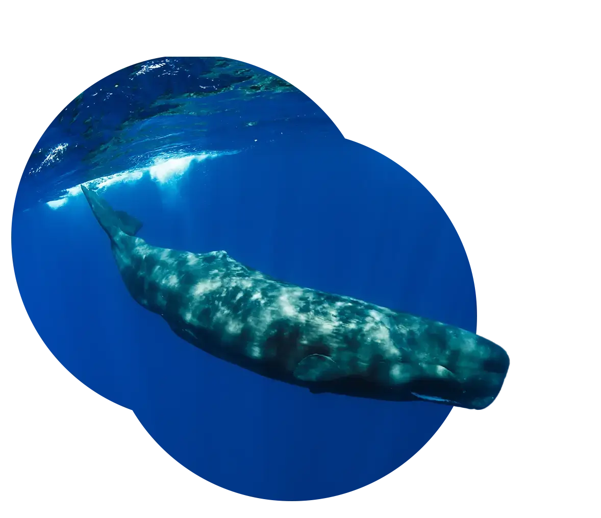 模里西斯-獨特生態系統香鯨
