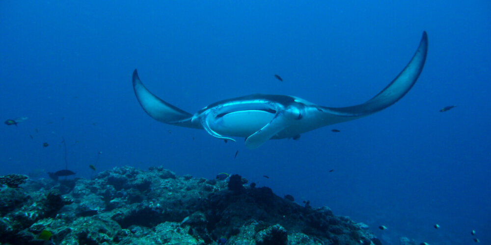 Manta 魔鬼魟探索