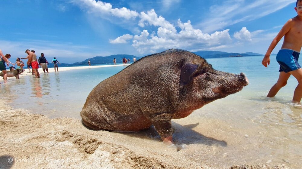 蘇美島豬島